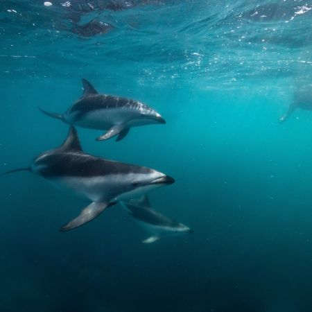 Mit Delfinen schwimmen