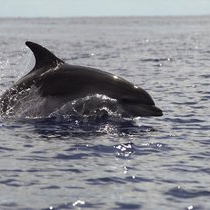 Mit dein kleinsten Delfinen der Welt schwimmen