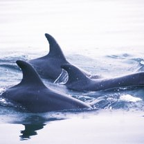 Mit dein kleinsten Delfinen der Welt schwimmen