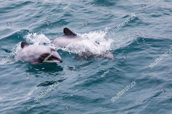 Mit dein kleinsten Delfinen der Welt schwimmen